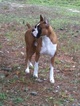 Small Photo #15 Boxer Puppy For Sale in GRAYSON, GA, USA
