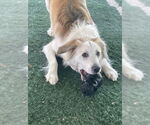 Small #5 Great Pyrenees Mix