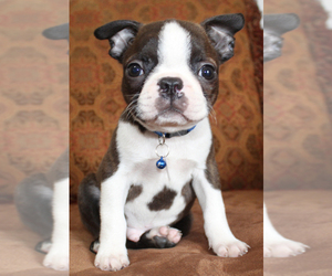 Boston Terrier Puppy for sale in BROOKSVILLE, FL, USA