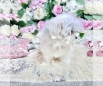 Small Photo #58 Maltese Puppy For Sale in HAYWARD, CA, USA