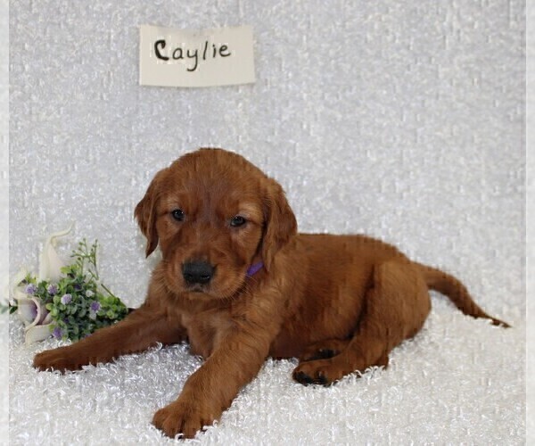 Medium Photo #1 Golden Retriever Puppy For Sale in STANLEY, WI, USA