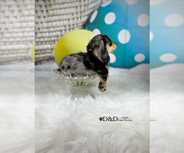 Medium Photo #3 Dachshund Puppy For Sale in RIPLEY, MS, USA