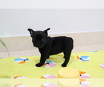 Puppy 2 French Bulldog