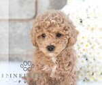 Small #3 Poodle (Miniature)