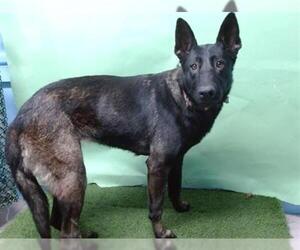 Mutt Dogs for adoption in Downey, CA, USA