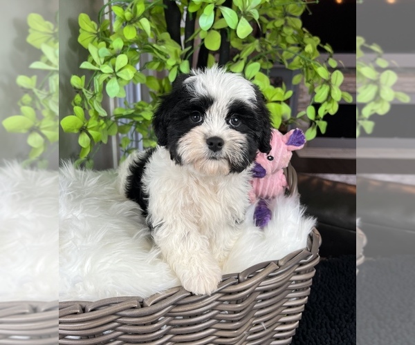 Medium Photo #1 ShihPoo Puppy For Sale in FRANKLIN, IN, USA