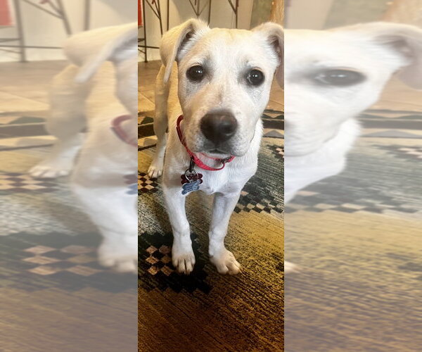 Medium Photo #3 Mutt Puppy For Sale in Boston, MA, USA