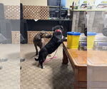 Small #11 Doberman Pinscher Mix