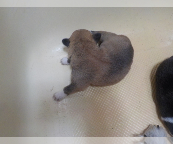 Medium Photo #39 Australian Shepherd-Pembroke Welsh Corgi Mix Puppy For Sale in GALLEGOS, NM, USA