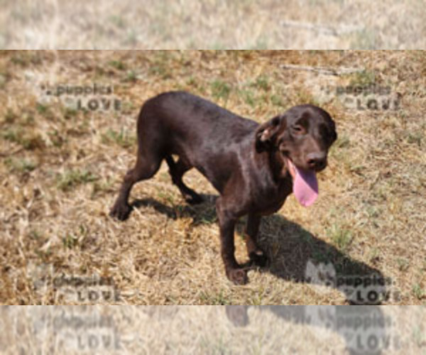 Medium Photo #3 Labrador Retriever Puppy For Sale in SANGER, TX, USA