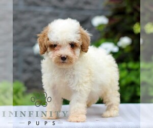 Poodle (Miniature) Puppy for sale in LEOLA, PA, USA