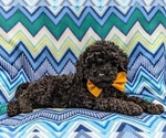 Small Photo #4 Poodle (Miniature) Puppy For Sale in BIRD IN HAND, PA, USA