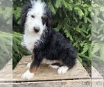 Small #1 Bernedoodle (Miniature)