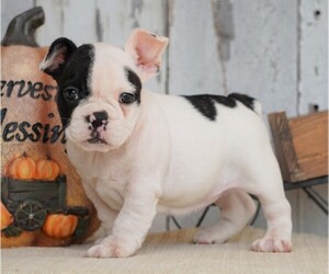 French Bulldog Puppy for sale in FREDERICKSBG, OH, USA