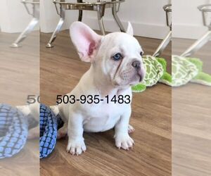 French Bulldog Puppy for sale in MOUNTAIN PARK, OR, USA