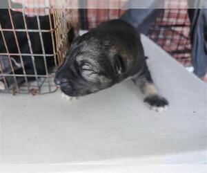 Labrador Retriever-Unknown Mix Dogs for adoption in Houston, TX, USA