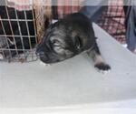 Small Labrador Retriever Mix
