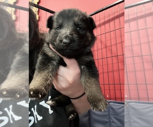 German Shepherd Dog Puppy for sale in GREENVILLE, PA, USA