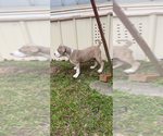 Puppy 6 American Bully