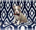 Small Photo #7 Boston Terrier Puppy For Sale in LAKELAND, FL, USA