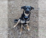 Small #4 Rottweiler Mix