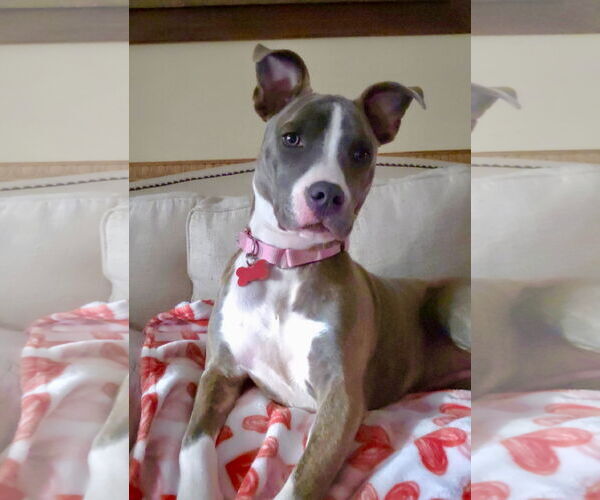 Medium Photo #2 Mutt Puppy For Sale in Mount Laurel, NJ, USA