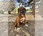 Small #5 Boxer