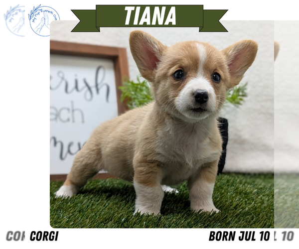 Medium Photo #10 Pembroke Welsh Corgi Puppy For Sale in GOSHEN, IN, USA