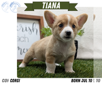 Small #9 Pembroke Welsh Corgi