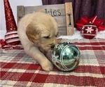 Small Photo #5 Golden Retriever Puppy For Sale in SMITHVILLE, TX, USA