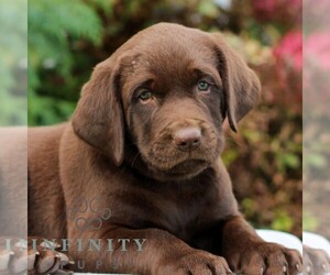 Labrador Retriever Puppy for sale in RICHLAND, PA, USA