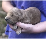Small Photo #8 Goldendoodle Puppy For Sale in CROCKETT, TX, USA