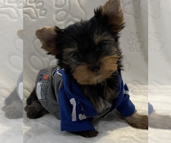 Medium Photo #1 Yorkshire Terrier Puppy For Sale in MILWAUKEE, WI, USA