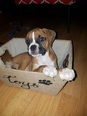 Boxer Puppy for sale in HEBRON, IN, USA
