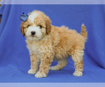 Small #4 Cavapoo (Miniature)