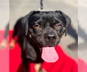 Pug-Unknown Mix Dogs for adoption in Lake Forest, CA, USA