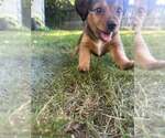 Small #1 American Pit Bull Terrier-Chihuahua Mix