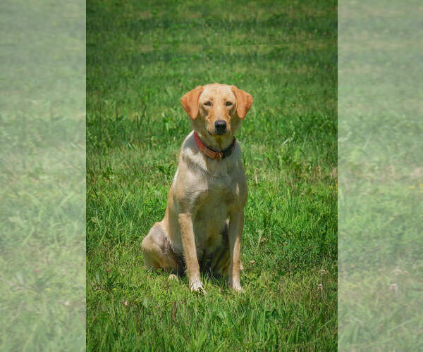 Medium Photo #1 Labrador Retriever Puppy For Sale in FRESNO, OH, USA
