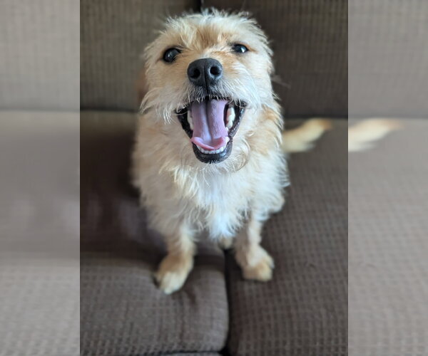 Medium Photo #2 Dachshund-Unknown Mix Puppy For Sale in Agoura Hills, CA, USA