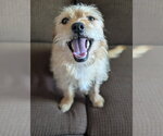 Small #1 Dachshund Mix