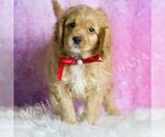 Small #4 Cavapoo