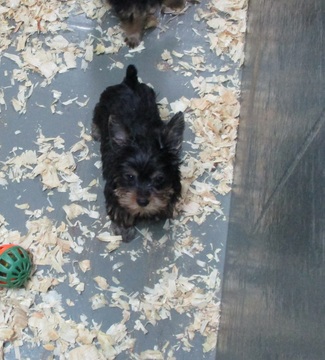 Medium Photo #1 Yorkshire Terrier Puppy For Sale in CARROLLTON, GA, USA