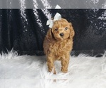 Small #1 Maltipoo