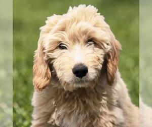Goldendoodle Dogs for adoption in San Diego, CA, USA