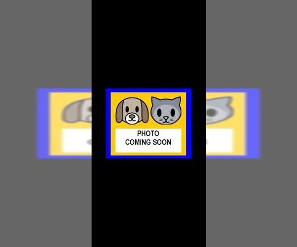 Medium Photo #1 Maltese-Unknown Mix Puppy For Sale in San Antonio, TX, USA