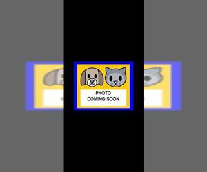 Maltese-Unknown Mix Dogs for adoption in San Antonio, TX, USA