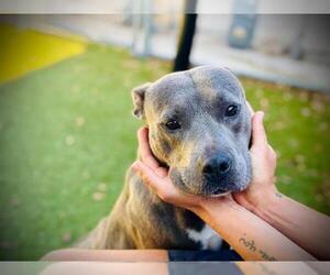 Greyhound-Unknown Mix Dogs for adoption in Orlando, FL, USA