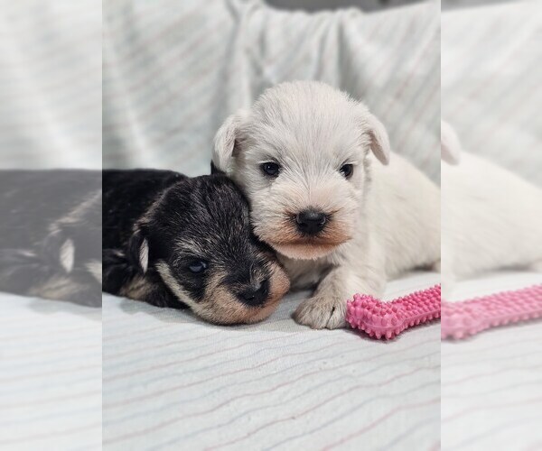 Medium Photo #4 Schnauzer (Miniature) Puppy For Sale in GOSHEN, IN, USA