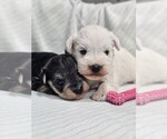 Small #3 Schnauzer (Miniature)