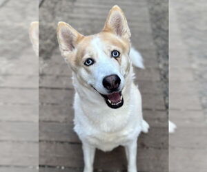 Siberian Husky Dogs for adoption in Matawan, NJ, USA